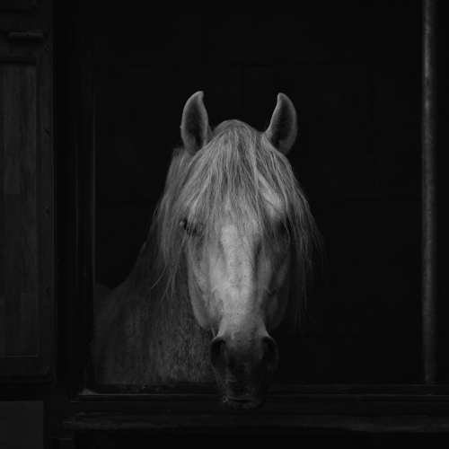 3rd Merit -Man Made theme - Maureen McCormack - The Spanish Riding School