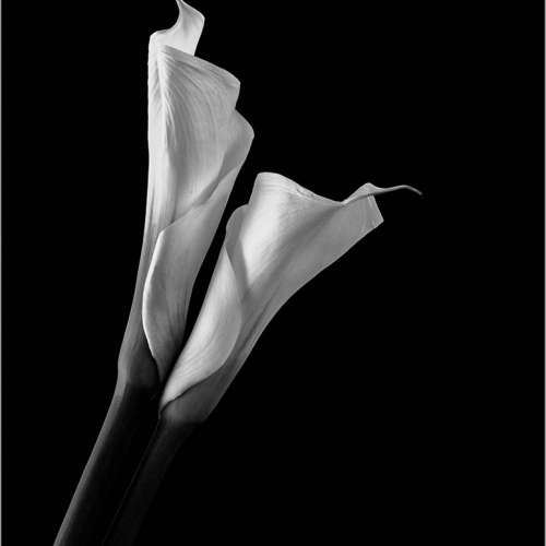 3rd Merit Plant - Theresa Bryson "Graceful"