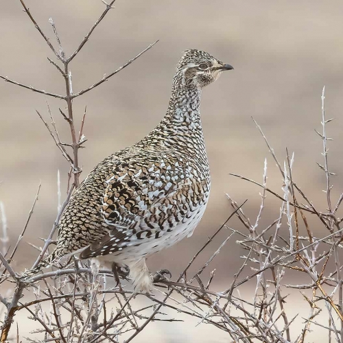 3rd Merit SK Diane McKinnon Prairie Chicken
