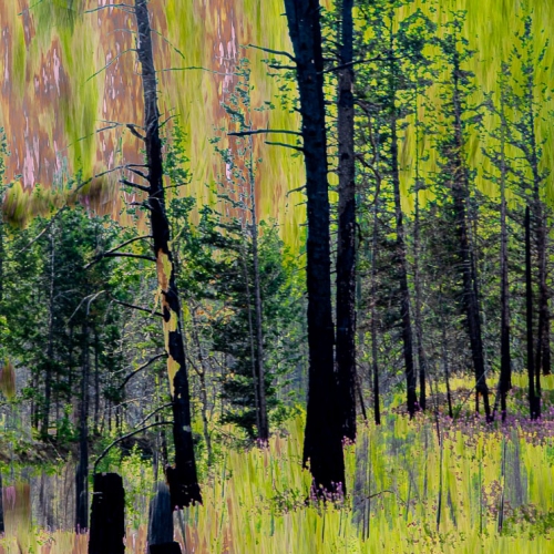 3rd Merit Award Abstract North Shore Photographic Society Donna Topham Hope Amongst The Ashes