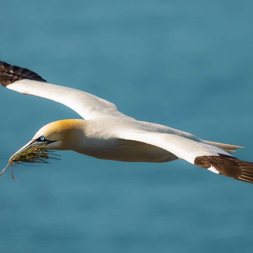 3rd Merit Award NL  Elizabeth Noftall Gannet On The Wing