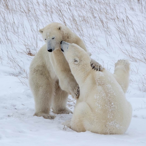 3rd Merit Award NW North Shore Photographic Society Raymond Chan Romance D'Amour