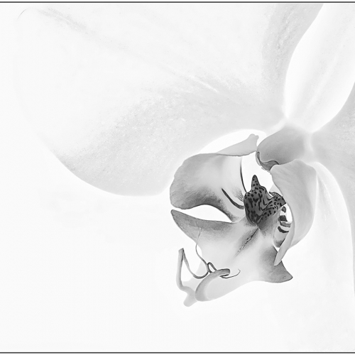 3rd Merit Award PLANT Kathy Heykoop Orchid White
