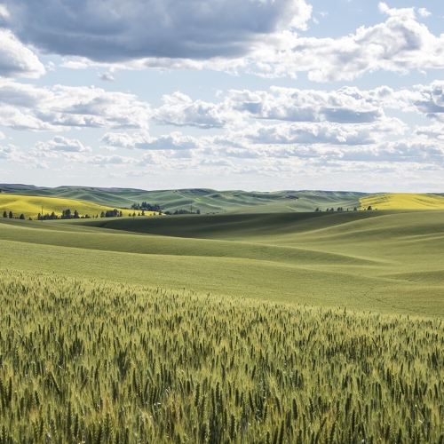 5th HM DPC R Loitz - Palouse