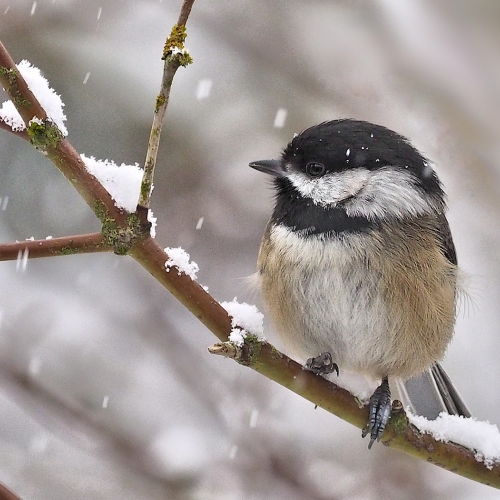 BRONZE Bert Sharp - Chickadee in the Snow
