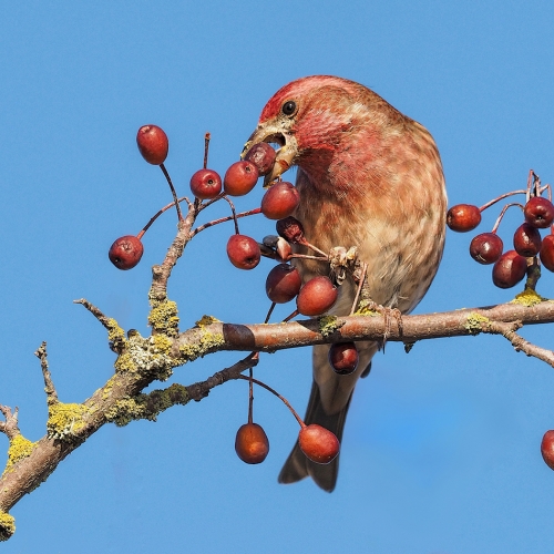 BRONZE Bert Sharp - Purple Finch