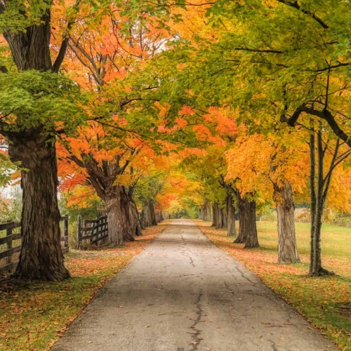BRONZE MEDAL Richmond Hill Camera Club Jenny Allen Autumn Tree Entrance To Country Home