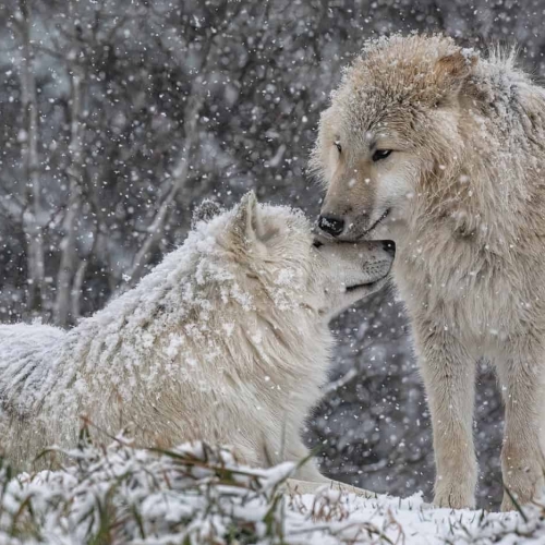 BRONZE MEDAL Richmond Hill Camera Club Nick Shearman A Tender Moment