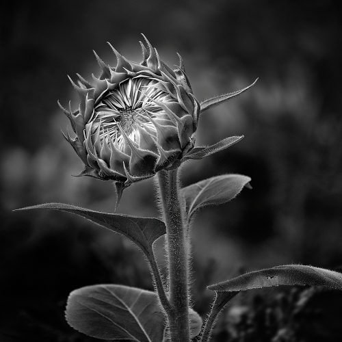 BRONZE MEDAL The Chinese Canadian Photographic Society Of Toronto Edwin Ho Sunflower