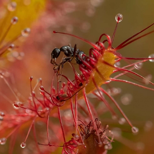 BRONZE MEDAL Victoria Camera Club Judy Johnston Sundew Plant Capturing An Ant