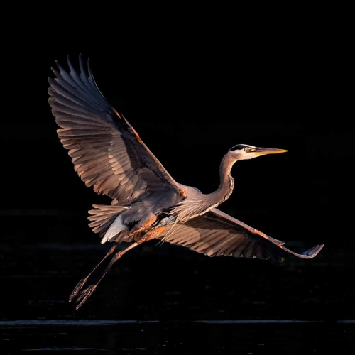 BRONZE MEDAL Victoria Camera Club Kim Smith Perfect Form