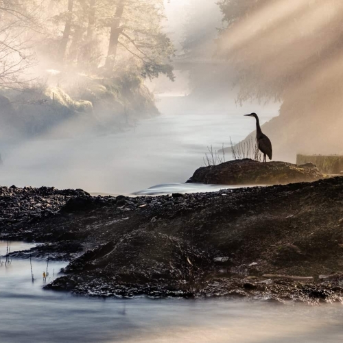 BRONZE MEDAL Victoria Camera Club Steve Lustig Cowichan River Morning
