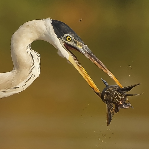 BRONZE TCC Doug Morris -  Heron and Catfish
