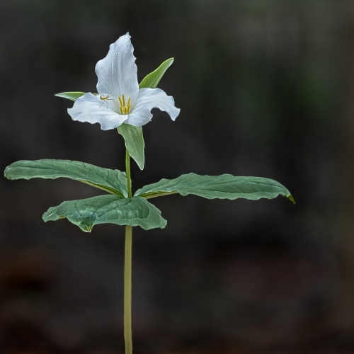 BRONZE TCC Linda Rosen -  Trillium