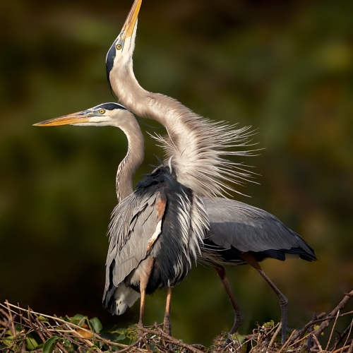 BRONZE TCC Missy Mandel - Great Blue Heron Courtship