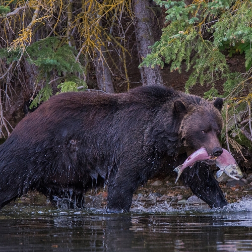 BRONZE TCC Pat Zuest - Female Grizzly Bear with Salmon