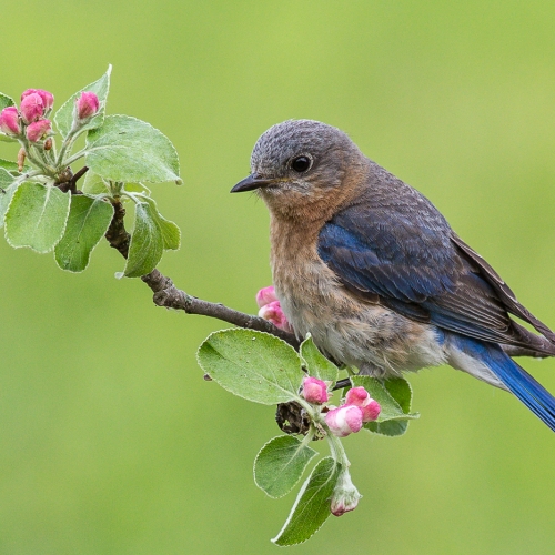 BRONZE TCC Rachel Schneiderman - Female Eastern Bluebird