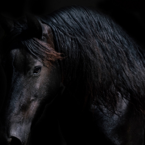 Black Beauty