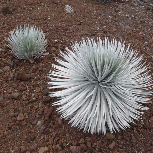 Botany #2 - Marion Sensen - Ahinahina Plant