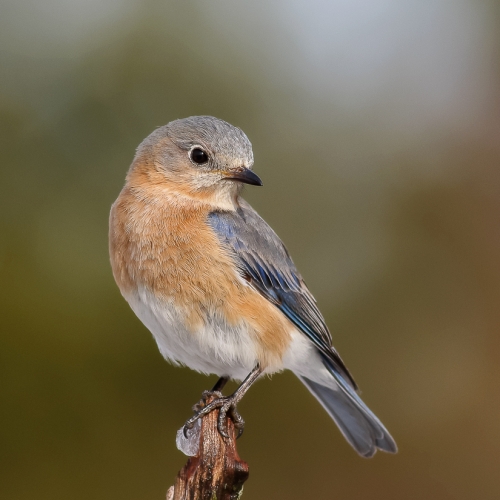Bronze - Bryan Urquhart - Female Blue Bird