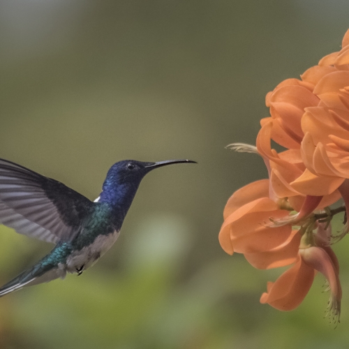 Bronze - Judy Flint - Hummingbird At Flower