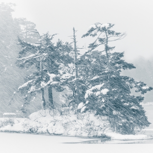 Bronze Leah Gray Snow In Metchosin