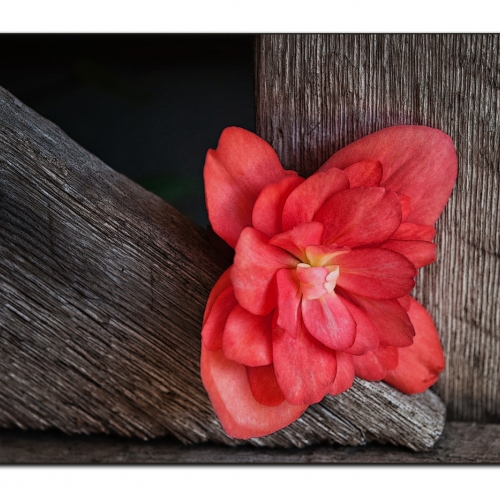 Bronze Medal - Debbie Malm - Prince George Photographic Society - Begonia