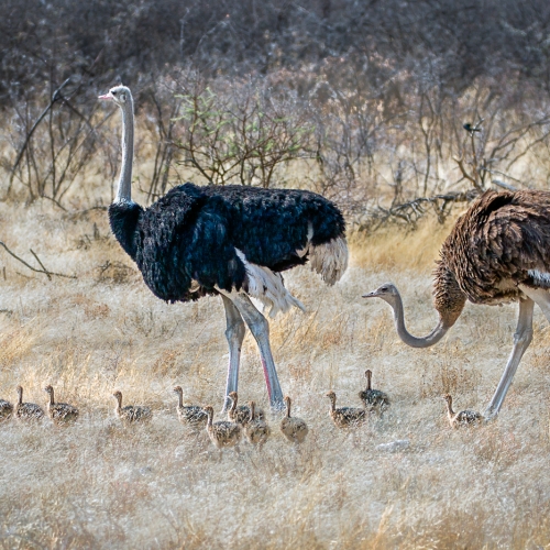 Bronze Medal Edward Ho Ostrich Family Outing