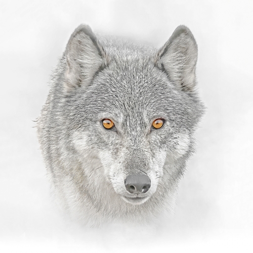 Bronze Medal Hans Arnold Curious Grey Wolf