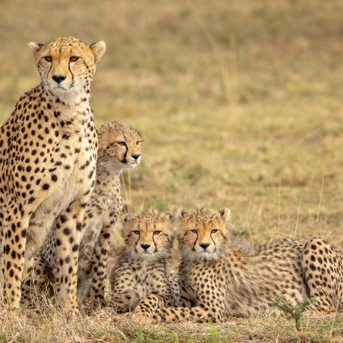 Bronze Medal - Ilana Block - Cheetah And Cubs