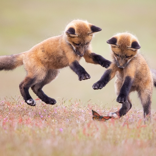 Bronze Medal - Ilana Block - Fox Kits And A Butterfly