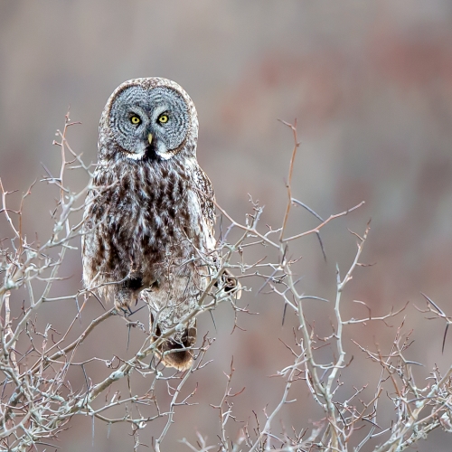 Bronze Medal - Ilana Block - Great Grey Owl