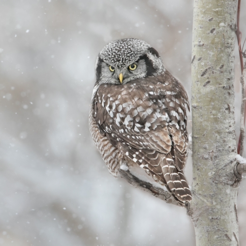 Bronze Medal Jasmine Suo Northern Hawk Owl