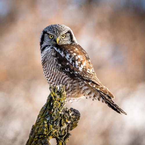 Bronze Medal Jill Lam Northern Hawk Owl In Schomberg