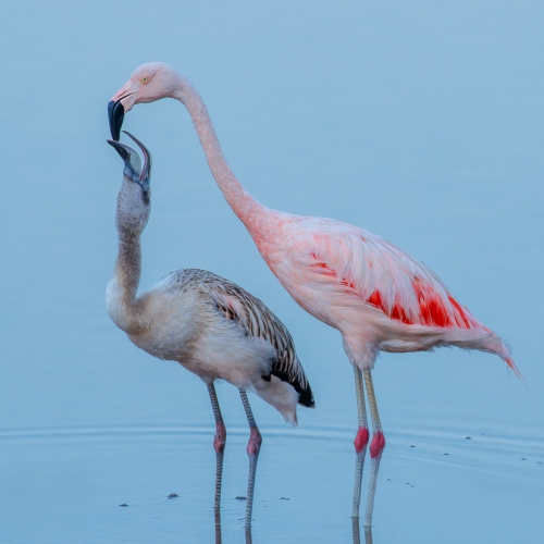 Bronze Medal Katie Mak Flamingo Regurgitate Crop Milk To Feed Young