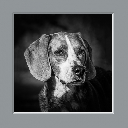 Bronze Medal Len Modderman Beagle
