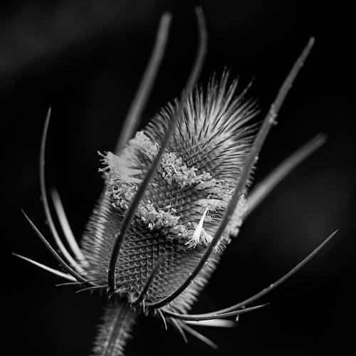 Bronze Medal - Natalya Gunde's image "Teazel"