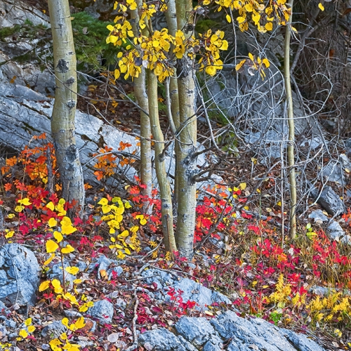 Bronze Medal - Quincey Deters' "Fall Colours"