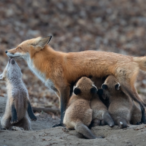 Bronze Medal Richmond Hill Camera Club Qing Li Fox Family