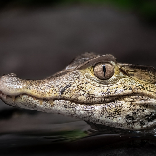 Bronze Medal Richmond Hill Camera Club Kevin Kwong Crocodile Closeup