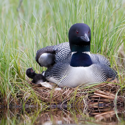 Bronze Medal - Roberta Olenick - Hatchling With Adult On Nest