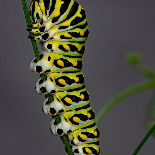Bronze Medal - Trillium Photographic Club - Doug Doede - Black Swallowtail Caterpillar