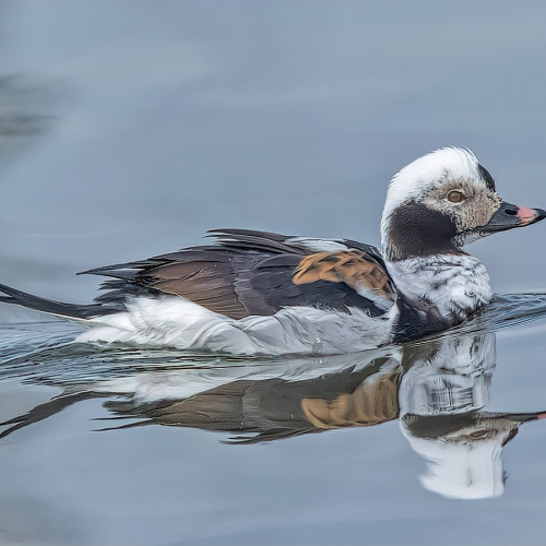 Bronze Medal - Trillium Photographic Club - Gary Love - Longtailed Duck