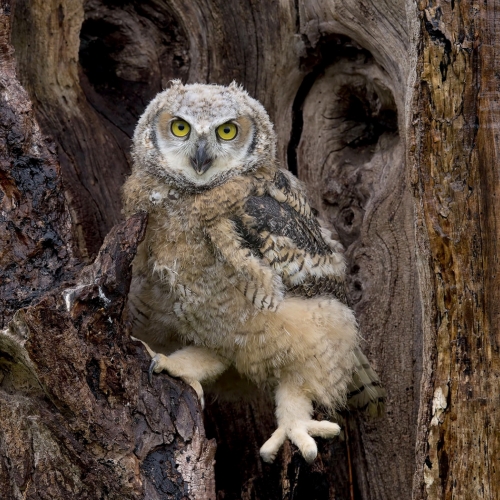 Bronze Medal - Trillium Photographic Club - Pat Wintemute - Great Horned Owlet