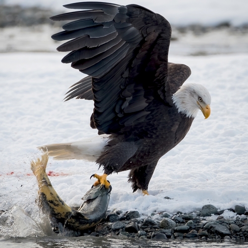Bronze Medal Victoria Camera Club Evan Guengerich 3 Mission Impossible  Salmon Spawning