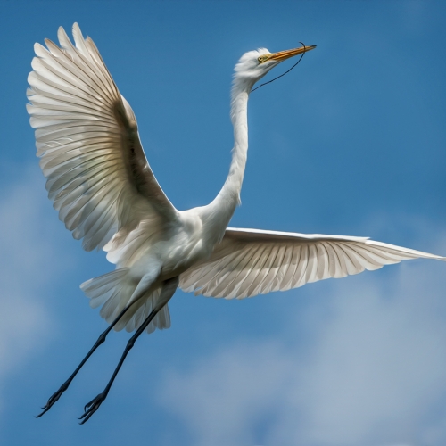 Bronze Medal Viki Gaul Egret Rising 4606