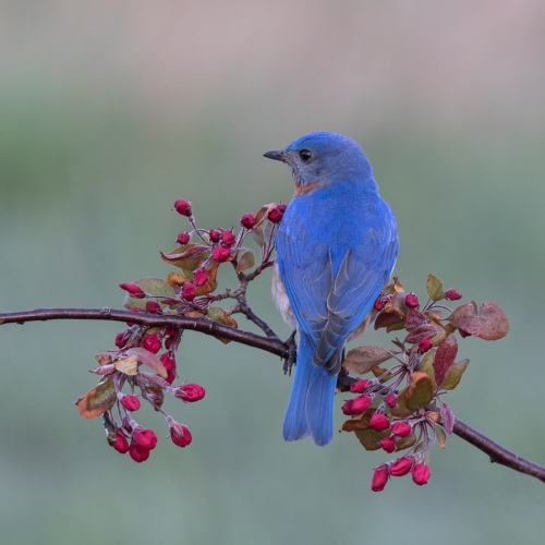 Bronze RachelSchneiderman Eastern Bluebird