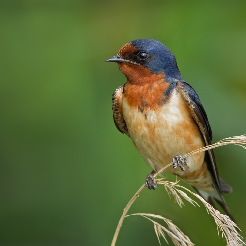 Bronze - Randy Lowden - Barn Swallow