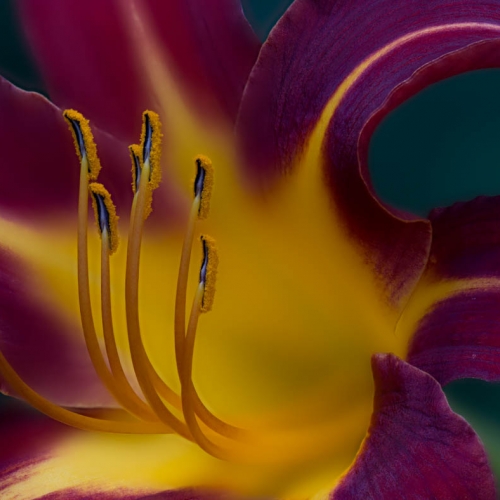 Bronze CAPA Harvey Ash Red Day Lily