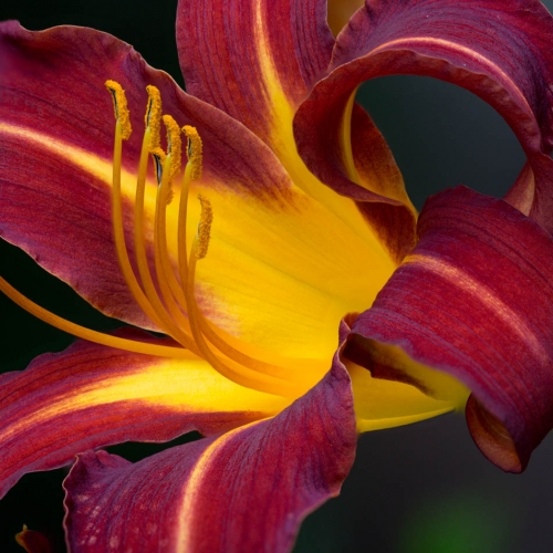 Bronze CAPA Harvey Ash Red Day Lily